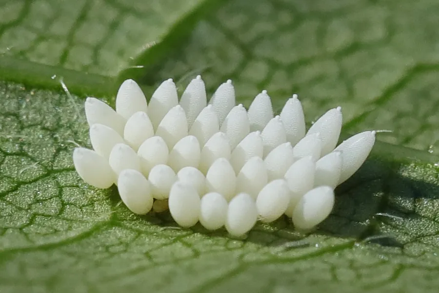 Rtselhafte, weie Eier => evtl. Eier von Blattkfern (Chrysomelidae) -  Bestimmungsanfragen - Das neue Naturforum