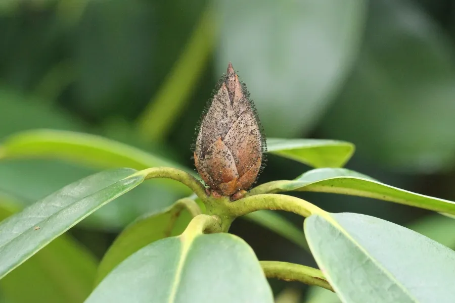 Rhododendron und seine "Gste": Pilze, Zikade, Kfer - Natur - Das neue  Naturforum