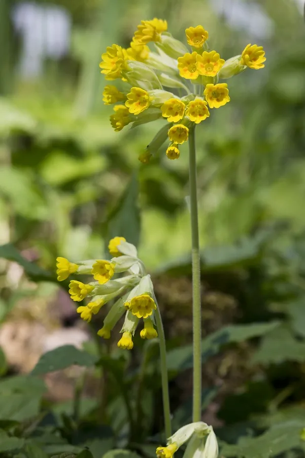 April in der Flora Kln - Natur - Das neue Naturforum