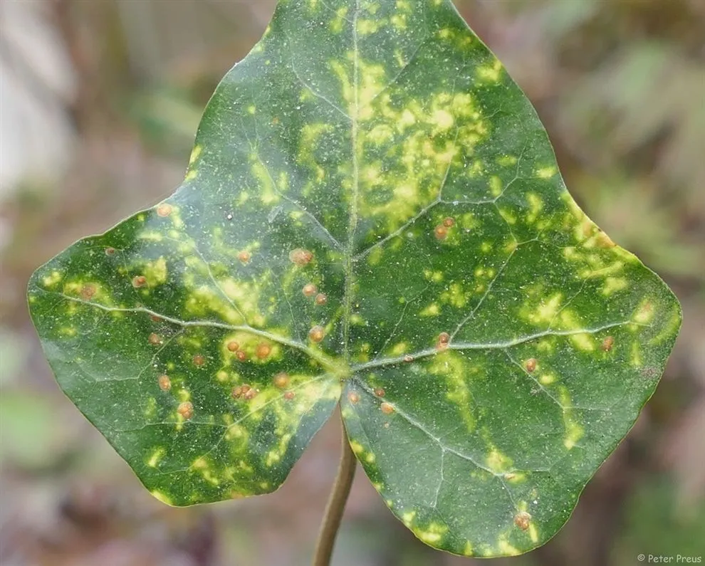 elefantenfuß beaucarnea recurvata Elefantenfuß - Beaucarnea recurvata