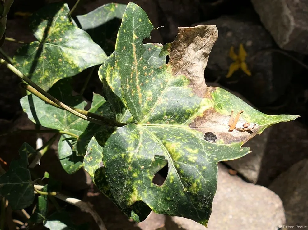 Die Efeu-Schildlaus (Aspidiotus hedericola) - Insekten (Insecta) - Das neue  Naturforum