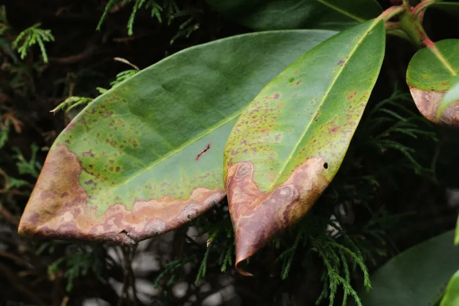 Rhododendron und seine "Gste": Pilze, Zikade, Kfer - Natur - Das neue  Naturforum
