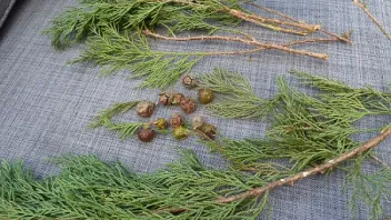 Lebensbaum/Thuja? Nein, Scheinzypresse, vermutlich Lawson. -  Bestimmungsanfragen - Das neue Naturforum