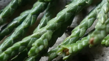 thuja welcher dnger Thuja Dnger